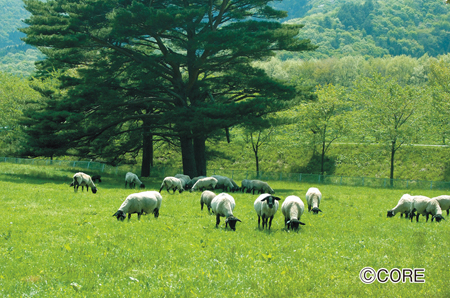 石筵ふれあい牧場の綿羊たち